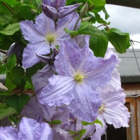 Beginners Clematis